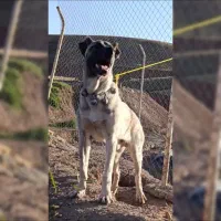 سگ گمشده|حیوانات|قیدار, |دیوار