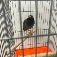 جوجه مینا شاه تخم سالم معاوضه با طوطییسان