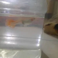 ماهی گوپی|ماهی|تهران, اوقاف|دیوار