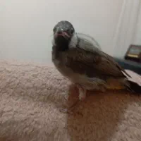 جوجه قناری