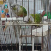 دو عدد گرینویچیک جوان وسالم اهلی