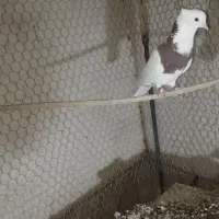 کبوترطوقی نر