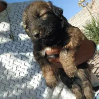 پنج سگ قدرجانی