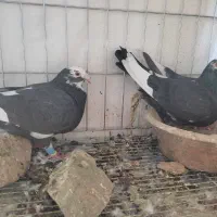 نروماده جفتی|پرنده|نورآباد ممسنی, |دیوار