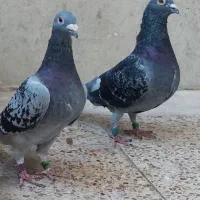 پلاکی یک جفت پرینت ۵۵۰ کلیومتر|پرنده|اهواز, ۳۰ متری|دیوار