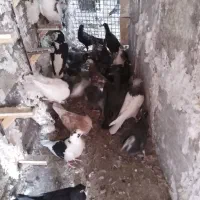 کفتر شهرستانی|پرنده|مشهد, چهارچشمه|دیوار