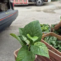 جوروک