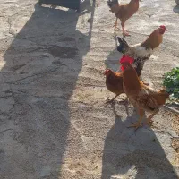 مرغ وخروس|حیوانات مزرعه|سرپل ذهاب, |دیوار