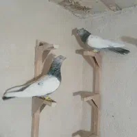 سینه سبز و آبی|پرنده|شیراز, ریاستی|دیوار
