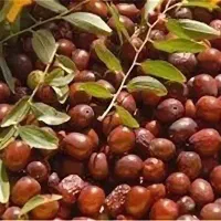 عناب مرغوب و درشت بیرجند|خوردنی و آشامیدنی|تهران, ابوذر|دیوار