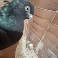 300 تومان است