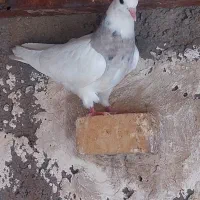 کبوتر طوقی، جوان سه پری|پرنده|اهواز, کوی فرهنگیان ۲|دیوار