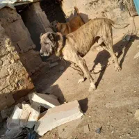 سگ گله|سگ|مشهد, شیرحصار|دیوار