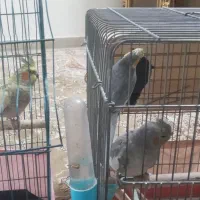 عروس هلندی