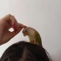 طوطی گیرینجیک|پرنده|نوشین شهر, |دیوار