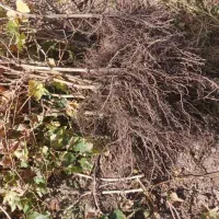 نهال پر کیفیت و اصلاح شده|خدمات باغبانی و درختکاری|زرین آباد, |دیوار