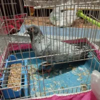 کبوتر موشی نقریی