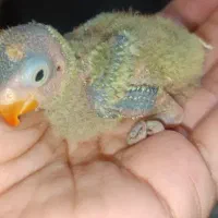 جوجه کوتوله