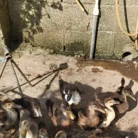 اردک اسراییلی ،جوجه