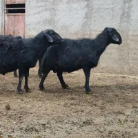 قوچ قره قزل اصل جنس