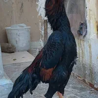 خروس لاری دورگ افغان اوشامو