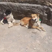 حیوانات مزرعه