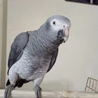 طوطی کاسکو فول اهلی.|پرنده|خوی, |دیوار