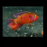 دو عدد جوئل جفت و یک سیچیلاید ماکرو معاوضه