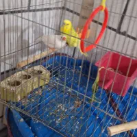 مرغ عشق وفنچ