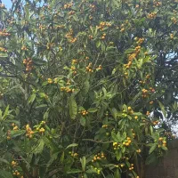 فروش محصول سردرختی