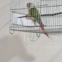 طوطی گرینچیک آناناسی دبل رد
