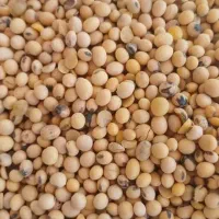 خرید و فروش نهاده و دانه های روغنی