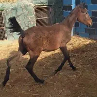 کره‌ اسب‌ مادیان