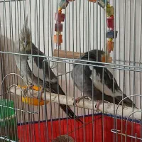 عروس هلندی مولد