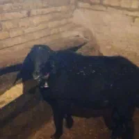 قوچ قره قول اصل