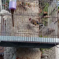 نره سهره بخون