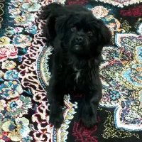 واگذاری شیتزو