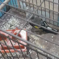 سهره دهبکری|پرنده|جیرفت, |دیوار