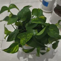 گل و گیاه آپارتمانی