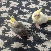 فروش یک جفت عروس هلندی نر و ماده با دو عدد جوجه|پرنده|قزوین, |دیوار