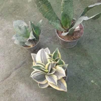 گل حراجی قیمت مناسب|گل و گیاه طبیعی|قم, شاه ابراهیم|دیوار