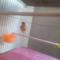 قناری ماده تقریبا اماده کشیده ودرشت کاملاسلامت|پرنده|تهران, توحید|دیوار