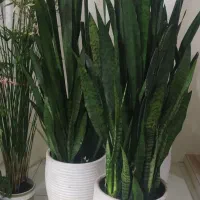 گل سانسوریا