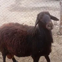 کوچ