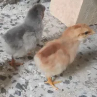جوجه محلی