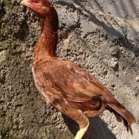 مرغ لاری فروشی