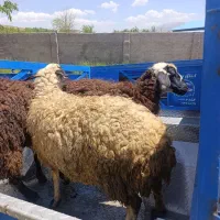 گوسفند جهت کشتار برای قصاب
