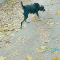 سگ قدرجونی|سگ|دماوند, دماوند|دیوار