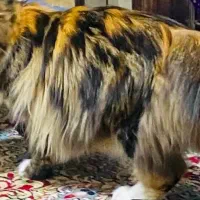 گربه پرشین ماده ۱ساله