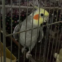 عروس هلندی نر اوازخوان